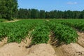 Close view of a potato field in sunlight with rows of green plants Royalty Free Stock Photo