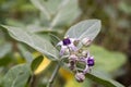 Close view of Purple Crown flower or Giant Indian milkweed (Calotropis gigantea