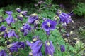 Close view of purple flowers of Aquilegia vulgaris Royalty Free Stock Photo