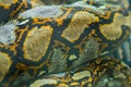 Close view of the Python skin. in thailand