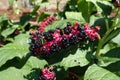 Close view of raceme of black berries of Phytolacca acinosa