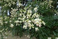 Close view of raceme of flowers of Sophora japonica Royalty Free Stock Photo