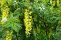 Close view of raceme of yellow flowers of Laburnum anagyroides