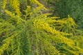 Close view of raceme of yellow flowers of Solidago canadensis