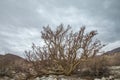 Elephant Tree