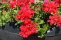 Close view of red flowers of  ivy-leaved pelargonium Royalty Free Stock Photo