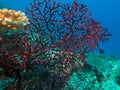 Close view of a red gorgonian growing on rainbow reef in fiji