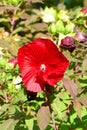 Red ibiscus flower in the sun Royalty Free Stock Photo
