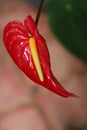 Close view of red long tail anthurium flower