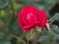 Close View of Red Rose - Variety Knockout