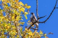 Close view at red-tailed hawk sitting on a branch. Royalty Free Stock Photo