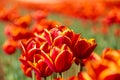 Close view of red tulips with orange and yellow edges