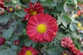 Close view of red and yellow flower of Chrysanthemum in October Royalty Free Stock Photo