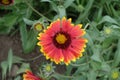 Close view of red and yellow flower of Gaillardia aristata Royalty Free Stock Photo
