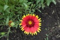 Close view of red and yellow flower of Gaillardia aristata Royalty Free Stock Photo