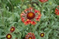 Close view of red and yellow flower of Gaillardia Fanfare Royalty Free Stock Photo