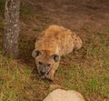 Close view of a resting hyena in the grass Royalty Free Stock Photo