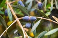 Close view of ripe black olives Royalty Free Stock Photo