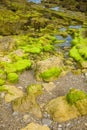 Close view of rocks covered with brown and green seaweed during low tide Royalty Free Stock Photo