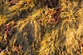 Close view of rockweed at low tide in Maine