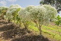 Diamond Frost In Bloom