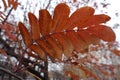 Closeup of rowan leaf in autumn Royalty Free Stock Photo