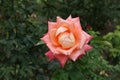 Close view of salmon pink flower of rose Royalty Free Stock Photo