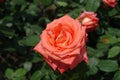 Close view of salmon pink flower of rose Royalty Free Stock Photo