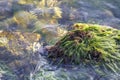 Sea rocks with sea moss.