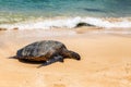 Close view of sea turtle resting on Laniakea beach on a sunny day, Oahu Royalty Free Stock Photo