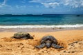 Close view of sea turtles resting on Laniakea beach on a sunny day, Oahu