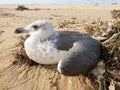 A close view on a seagull relaxing on a driftwood