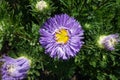 Close view of semi-double violet flower of China aster in mid August