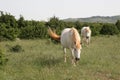 White horses with blond manes grazing on the Larzac Plateau France