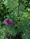 Close view of several red clover heads.summer Royalty Free Stock Photo