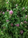 Close view of several red clover heads.summer Royalty Free Stock Photo