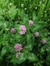 Close view of several red clover heads.summer