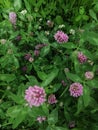 Close view of several red clover heads.summer Royalty Free Stock Photo