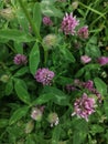 Close view of several red clover heads.summer Royalty Free Stock Photo