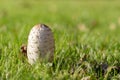 Close view of a shaggy ink cap with scaly cap. Royalty Free Stock Photo