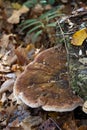 Close view of a shelf mushroom and forest floor litter, autumn leaves Royalty Free Stock Photo