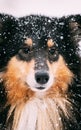 Close View Of Shetland Sheepdog, Sheltie, Collie In Snowy Winter Day Royalty Free Stock Photo