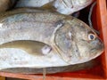 Close view of single fish