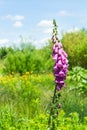 Close view of single foxglove plant in a wild flower meadow Royalty Free Stock Photo