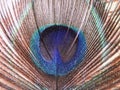 A colourful close view of a peacock`s feather