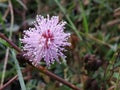 Close view of sleeping Grass plant on daytime