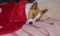 Close view on sleeping sweet Basenji dog lying on a pillow Royalty Free Stock Photo