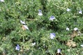 Close view of blue flowers of Veronica armena in mid July Royalty Free Stock Photo