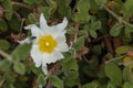 Hooker;s mountain-avens flower