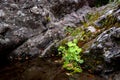 Close view of small green plant growing on rocky mountain river bank Royalty Free Stock Photo